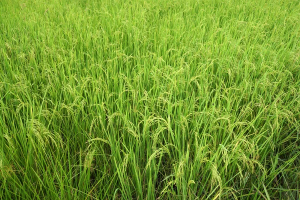 Riisikenttä — kuvapankkivalokuva