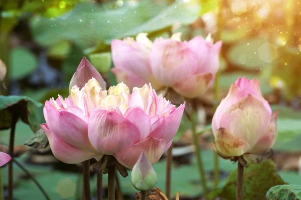 Fleur de lotus fleurissant dans le jardin . — Photo