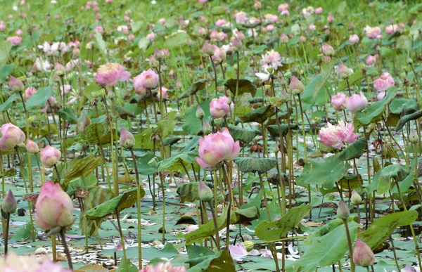 Lotus flower blooming in garden. — Stock Photo, Image