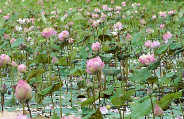 Fiore di loto fioritura in giardino . — Foto Stock