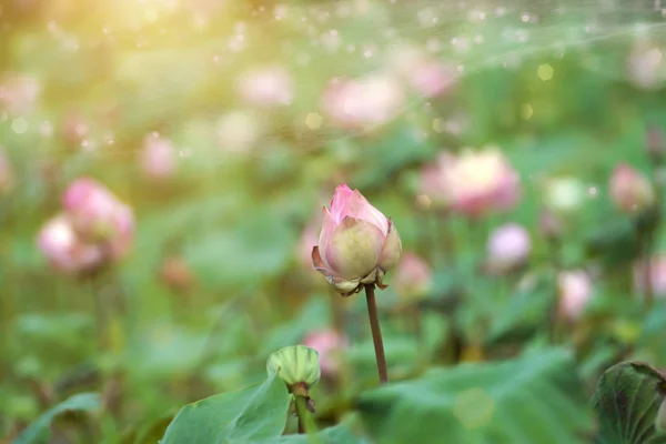 Цветение лотоса в саду . — стоковое фото