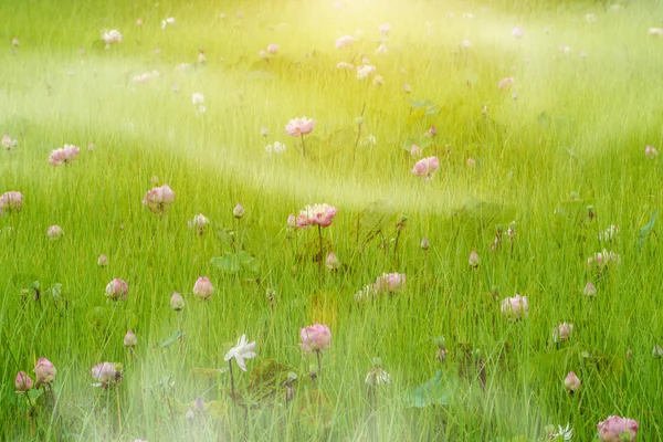 Цветок лотоса цветет на лугу и в тумане . — стоковое фото