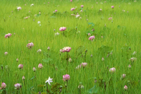 Цветок лотоса цветет на лугу — стоковое фото
