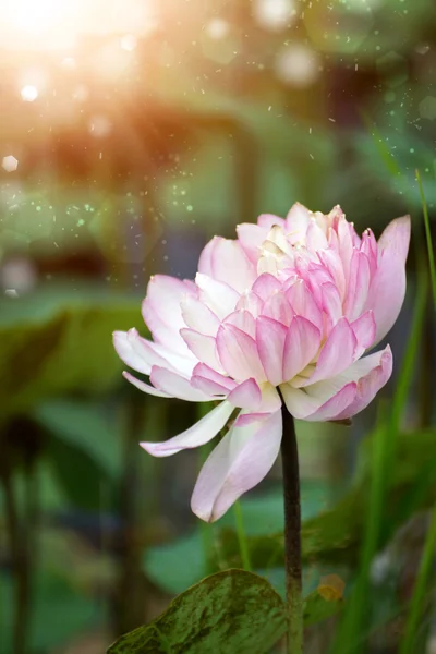 庭に咲く蓮の花. — ストック写真