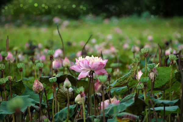 Flor de loto floreciendo en el jardín . — Foto de Stock