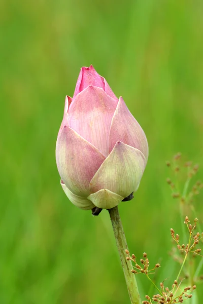 Lotus flower jsou kvetoucí v louce — Stock fotografie