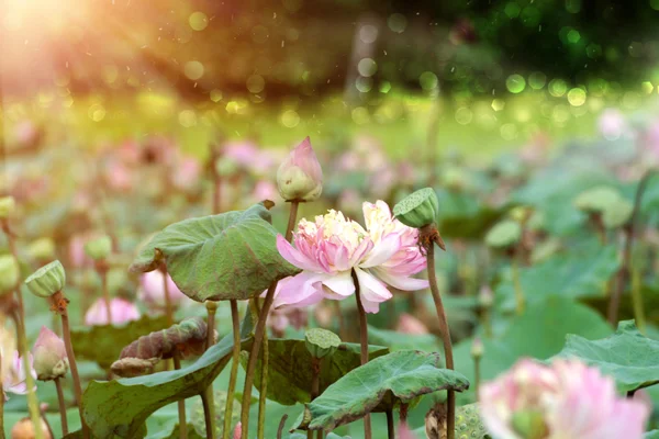 Flor de lótus florescendo no jardim . — Fotografia de Stock