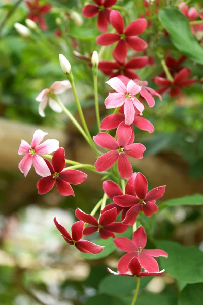 Rangoon creeper flower in garden. — Stock Photo, Image
