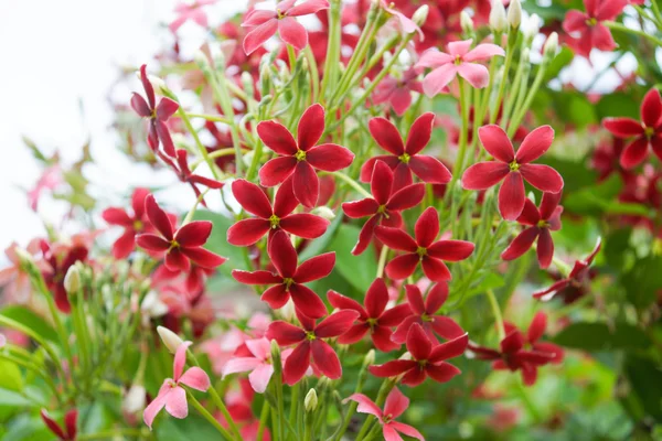 Rangoon creeper flower in garden. — Stock Photo, Image