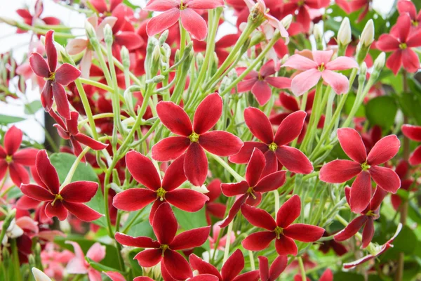 Rangoon flor enredadera en el jardín . — Foto de Stock