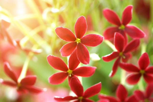 Rangoon creeper flower in garden. — Stock Photo, Image