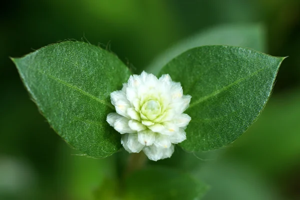 Wieczne kwiat dzikiego świata — Zdjęcie stockowe