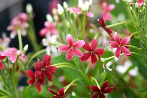 Rangoon creeper flower in garden. — Stock Photo, Image