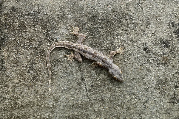 Lizard camouflaged on the wall — Stock Photo, Image
