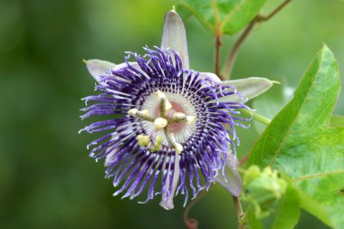 Fragrant purple flowers named Passiflora hybrid (P.alata x P.coe clipart