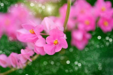 pembe Konfederasyon sarmaşık Çiçek Bahçe.