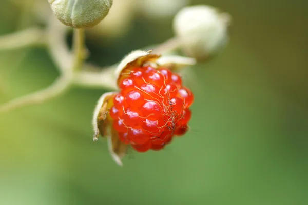 Ripe raspberry in the forest — Stock Photo, Image