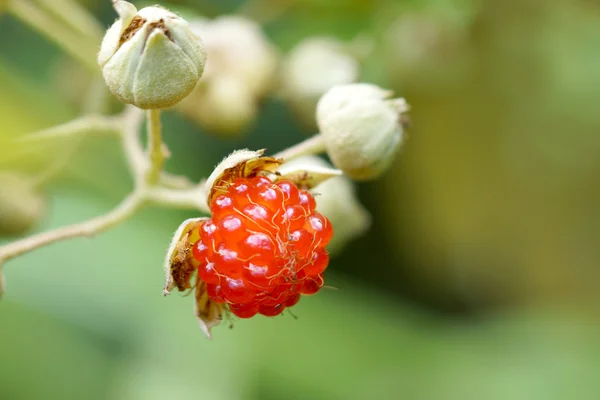 Ripe raspberry in the forest — Stock Photo, Image