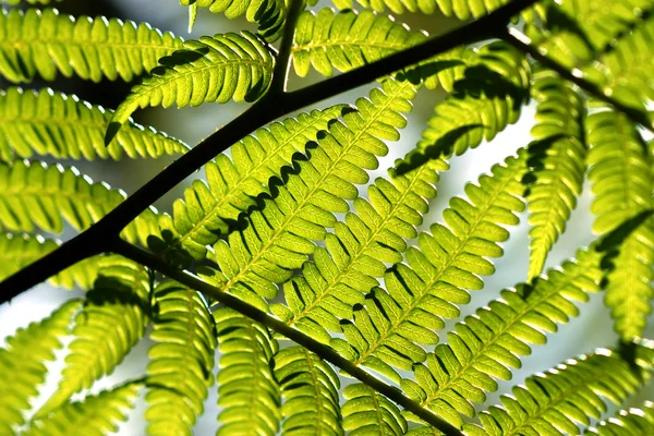 Ferns yağmur ormanlarında — Stok fotoğraf