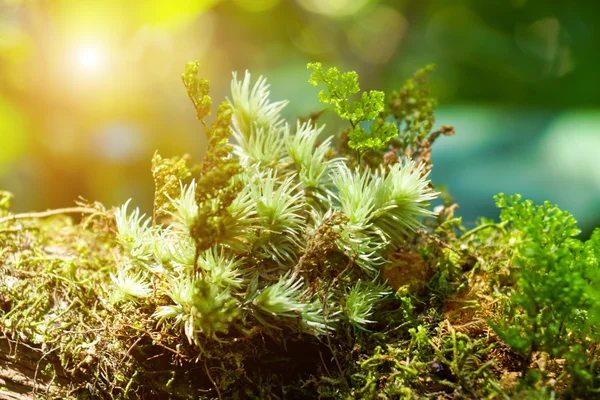 Moss in rain forest — Stock Photo, Image