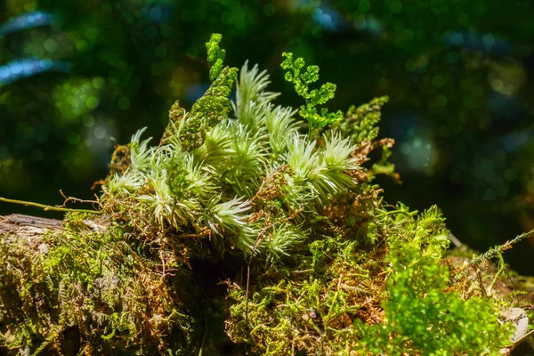 Moss i regnskogen — Stockfoto