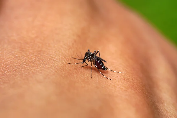 Primer plano de un mosquito chupando sangre — Foto de Stock