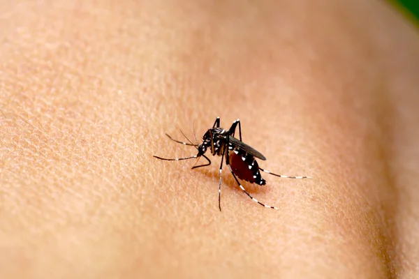 Gros plan d'un moustique qui suce du sang — Photo