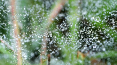 Close-Up çiy ile örümcek ağı.