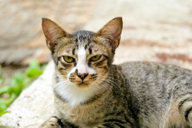 bakan bengal kedisi