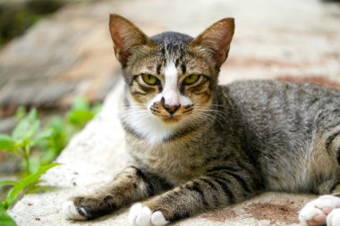 bakan bengal kedisi