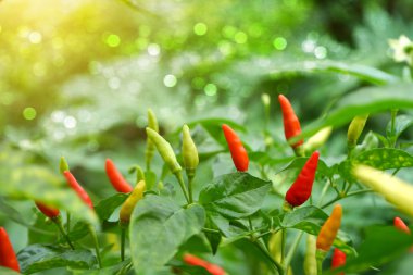 mixed colored chilli peppers on tree. clipart