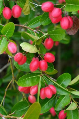 süper meyve ağacı üzerinde.