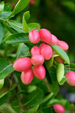 süper meyve ağacı üzerinde.