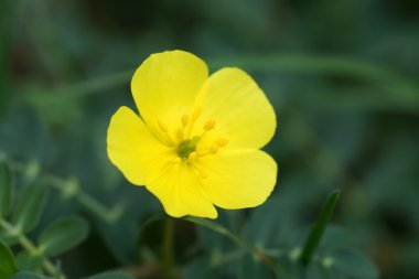 Sahilde sarı çiçekler.