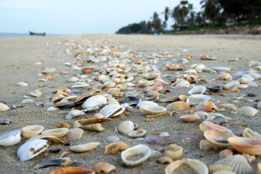 kumlu sahilde kabukları