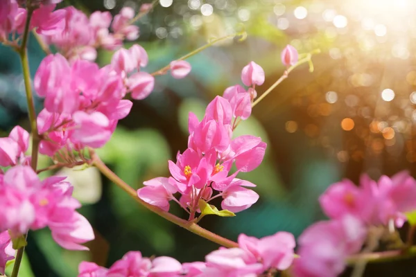 庭でピンクの同盟つる花. — ストック写真