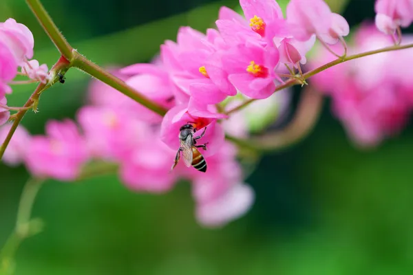 Abeja y rosa confederada flor de la vid en el jardín . —  Fotos de Stock