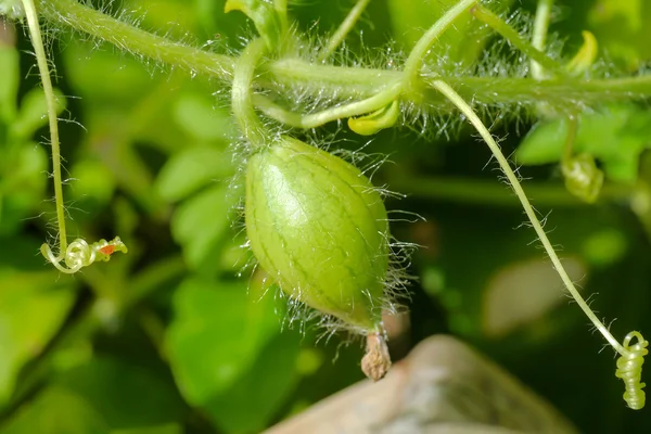 Agricultura orgânica, fruto da melancia está crescendo na fazenda . — Fotografia de Stock