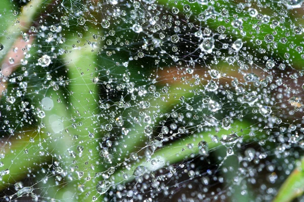 Nahaufnahme von Spinnweben mit Tau. — Stockfoto