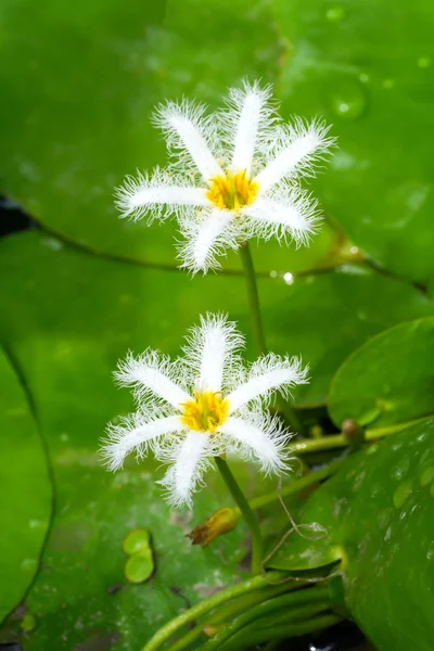 Malé bílé vody lily květina. — Stock fotografie