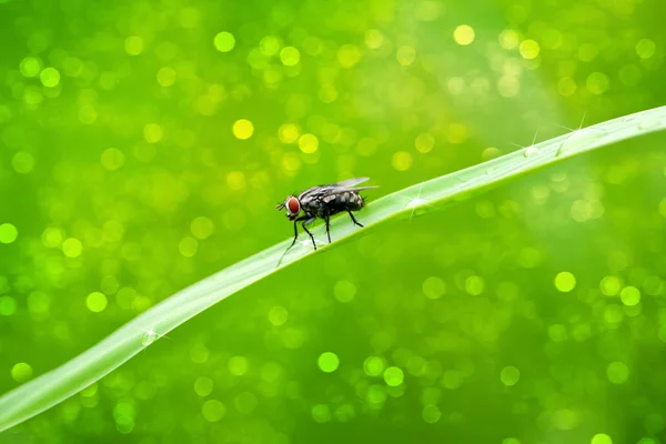 Retrato de uma mosca — Fotografia de Stock