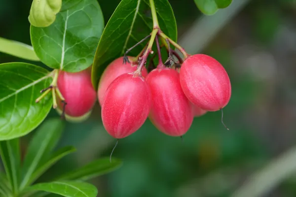 Super fruit sur l'arbre . — Photo