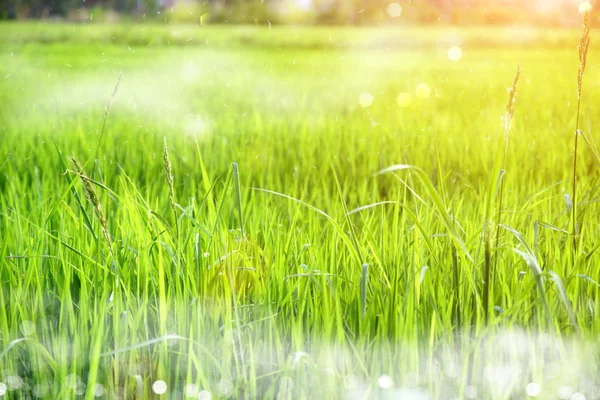 Câmp de orez iarbă verde albastru cer nor nor peisaj tulbure backgroun — Fotografie, imagine de stoc