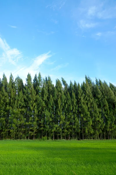 Rice field green grass blue sky cloud cloudy landscape backgroun — Stock Photo, Image