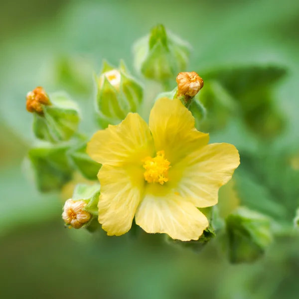 Fleurs jaunes sur la plage. — Photo