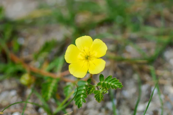 Flores amarillas en la playa. — Foto de Stock