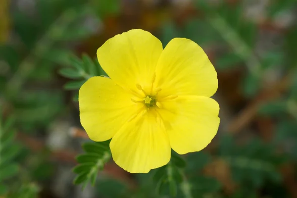 Flores amarillas en la playa. — Foto de Stock