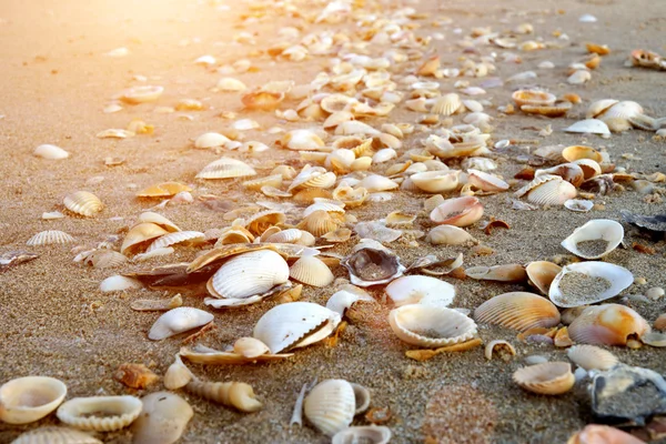 Κοχύλια σε αμμώδη παραλία — Φωτογραφία Αρχείου