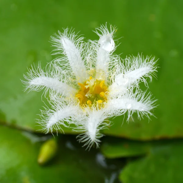 小的白色水百合花卉. — 图库照片