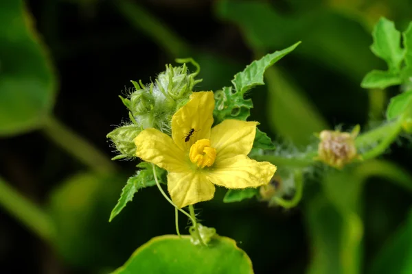 Flor da agricultura orgânica, fruto da melancia está crescendo em th — Fotografia de Stock